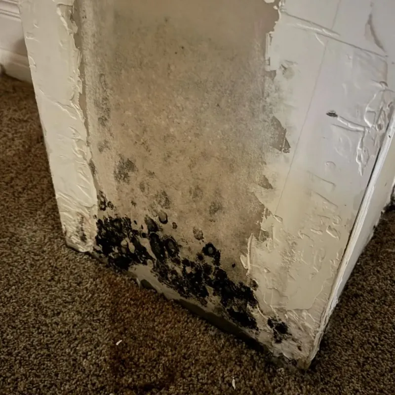 Professional Mold Removal in Buchanan County, VA